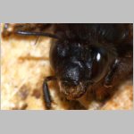 Anthophora plumipes - Pelzbiene w06d als Gast.jpg